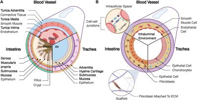 Building Scaffolds for Tubular Tissue Engineering